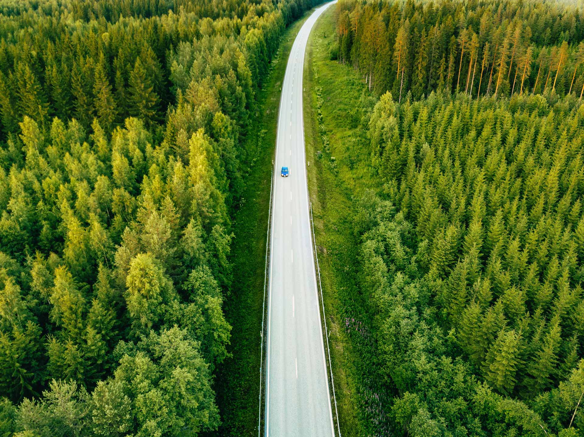 Bild på en skog och en väg